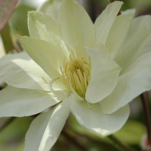 Клематис Мэри Клэр - Долина роз фото 3