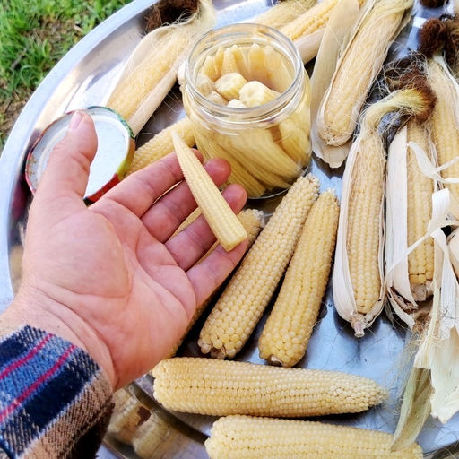 Японская Голозёрная Мини Кукуруза Baby Corn - ?????? - Дом помидоров фото 3