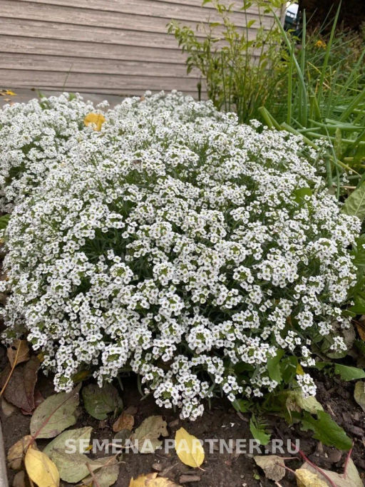 Алиссум ампельный Сноу Вэйв - Партнер фото 3