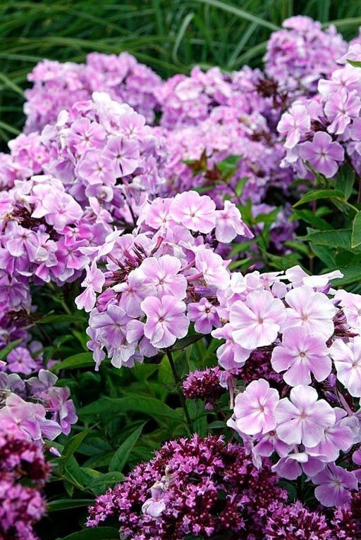 Флокс Franz Schubert (Метельчатый) - Голландские луковицы фото 2