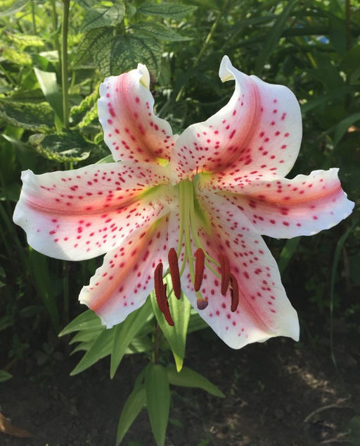 ЛИЛИЯ Меридон Разбор 12/14 Кол-во упак., шт 5