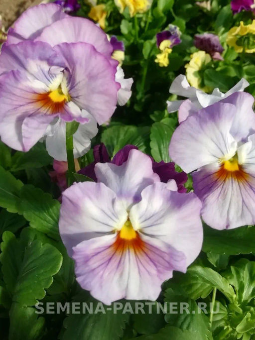 Виола бахромчатая Танго-Манго Болеро - Партнер фото 7