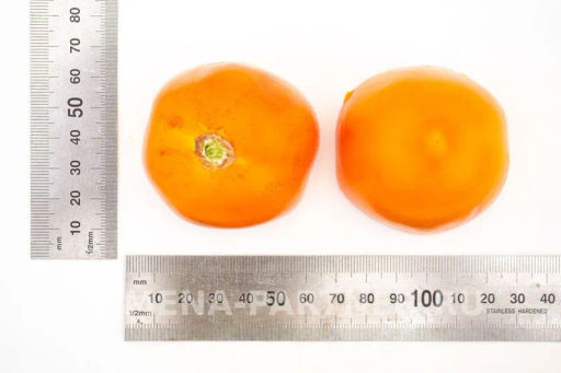 Томат Оранжевый Папа - Партнер фото 6