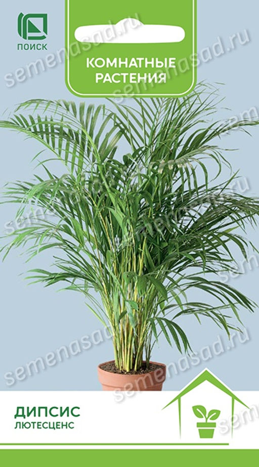 Дипсис лютесценс (ЦВ) ("К) 3шт