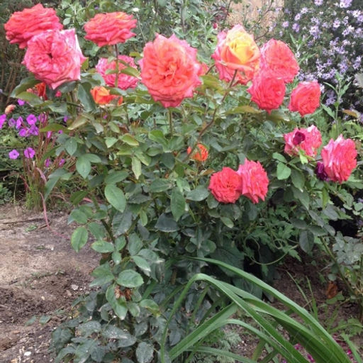 R517 ФРИ СПИРИТ