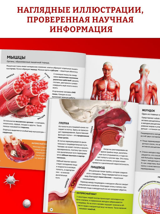 Энциклопедия в твёрдом переплёте "Строение тела человека", 128 страниц.