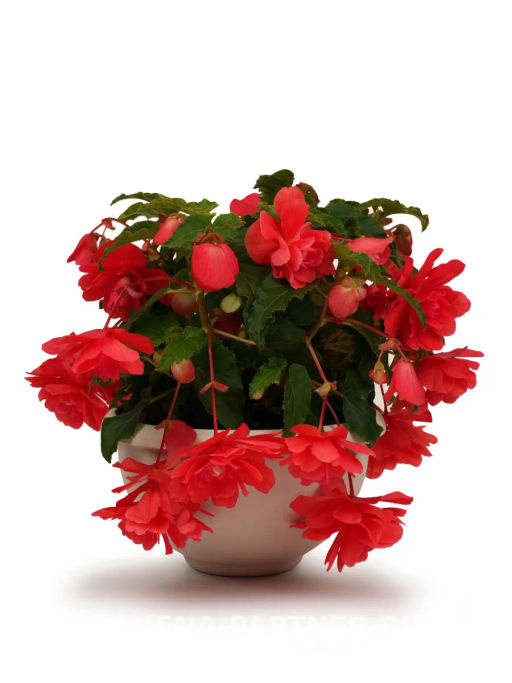 Бегония клубневидная ампельная махровая Роза Грейс - Партнер фото 5