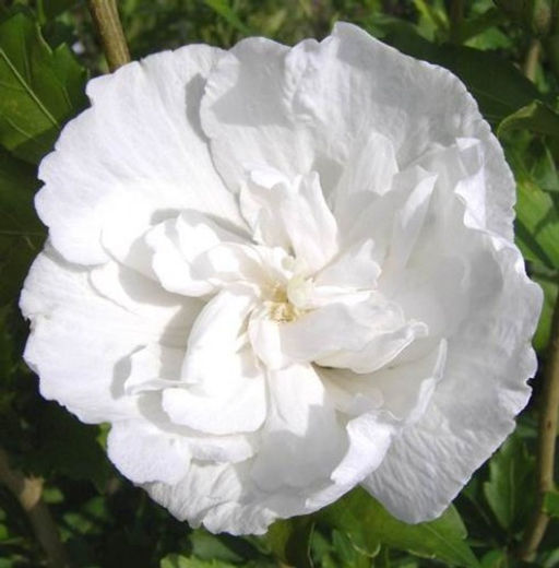 Гибискус сирийский Вайт Шифон - 7цветов фото 2