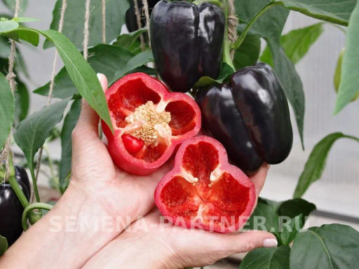 Перец сладкий Маврас - Партнер фото 4