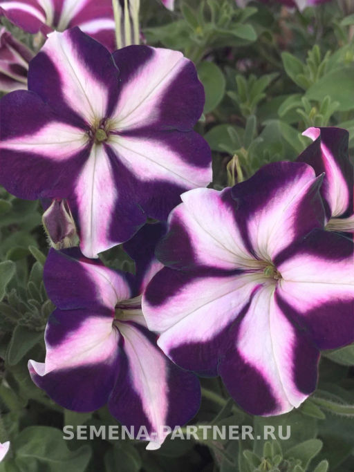 Петуния Итальянка Селеста многоцветковая каскадная бело-голубая - Партнер фото 3