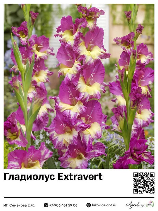Гладиолус Extravert
