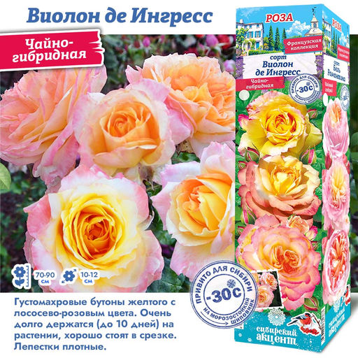 Роза Виолон де Ингресс (Чайно-гибридная) 1шт