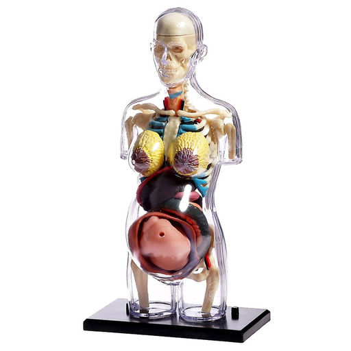 Набор для опытов Строение тела, беременная женщина - Эврики фото 12