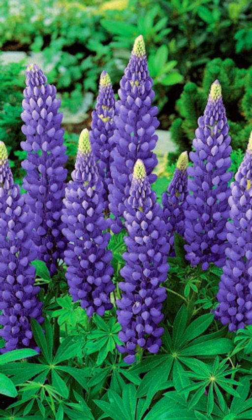 Люпин БЛИСТАТЕЛЬНЫЙ СИНИЙ