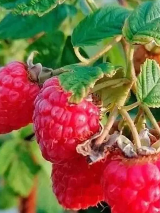 Малина Красная Королева крупноплодная (коробка) 1шт