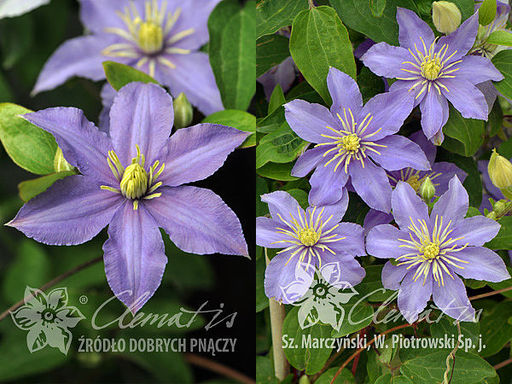 Клематис Justa (Юста, Джаста) - Долина роз фото 2