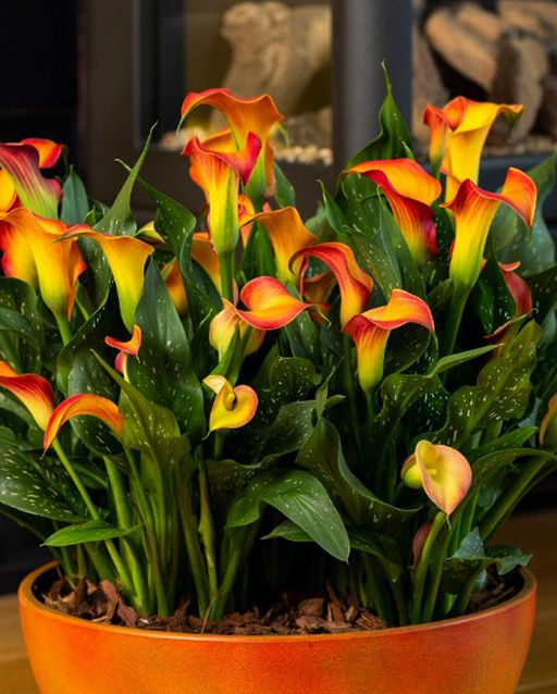 Калла Morning Sun - Голландские луковицы фото 3