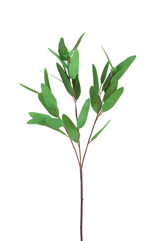 087 Эвкалипт Николя - Без тм фото 5