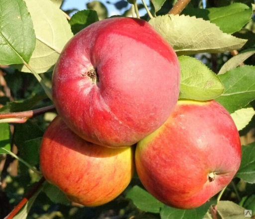 Яблоня Отличник (саженцы с этикеткой) 1шт