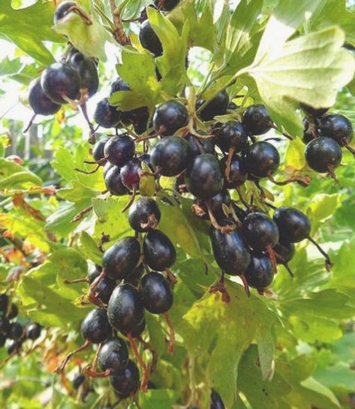 Смородина Валентина золотистая (коробка) 1шт