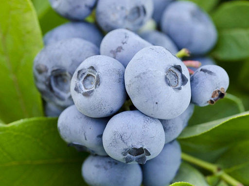 Голубика Голдтраубе