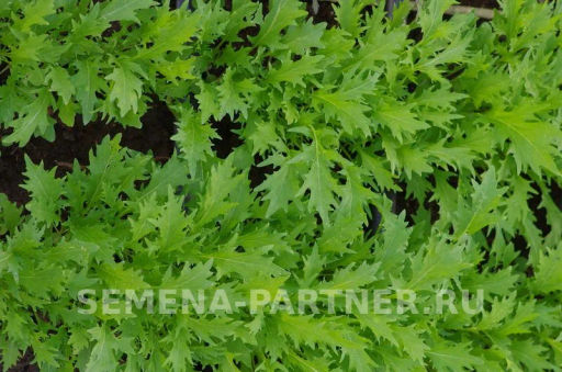 Капуста японская Русалочка - Партнер фото 3