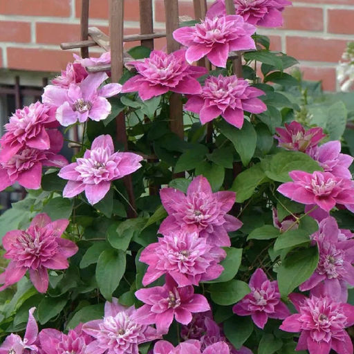 Клематис гибридный Май Дарлинг