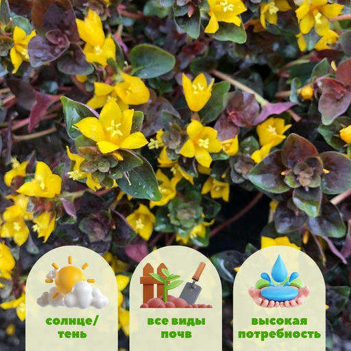 Вербейник скученноцветковый Персиан Шоколад - Долина роз фото 2