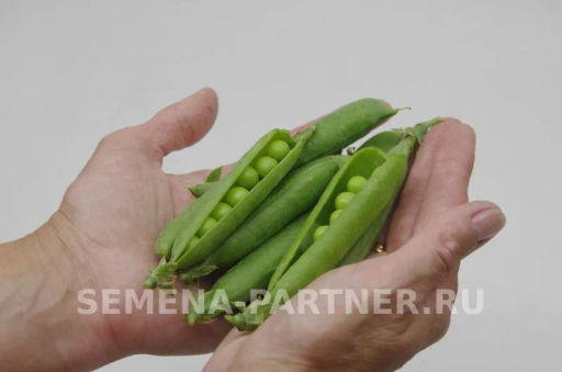 Горох овощной Премиум - Партнер фото 5