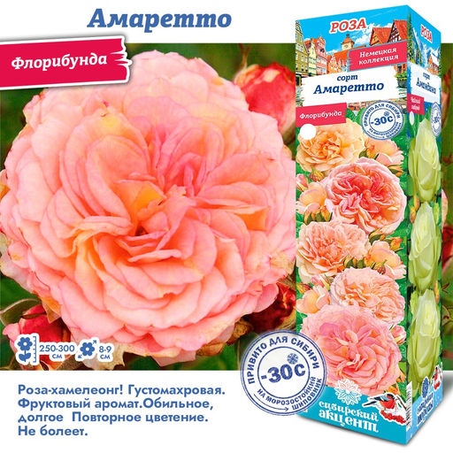 Роза Амаретто (Флорибунда) 1шт