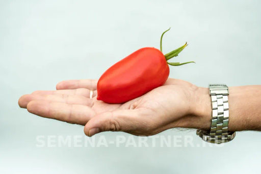 Томат Агафья - Партнер фото 2