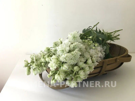 Дельфиниум Грин Твист - Партнер фото 7