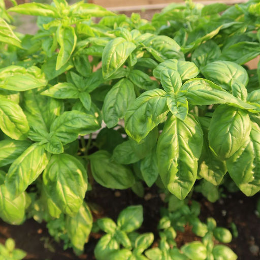 Базилик БАЛКОННОЕ ЧУДО Оригинальный и приятный аромат! Хорошо растёт в горшках!