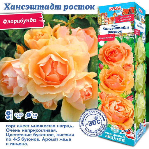 Роза Хансэштадт Росток (Флорибунда) 1шт