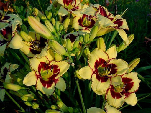 Лилейник Эль Десперадо