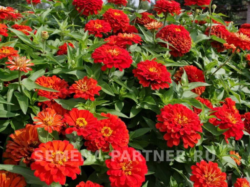 Цинния георгиновидная Сочные тропики Сангрия - Партнер фото 6