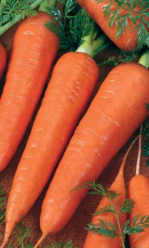 Морковь КРАСНЫЙ ВЕЛИКАН (РОТЕ РИЗЕН)