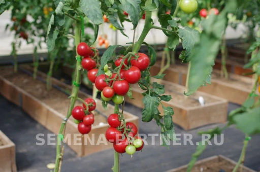 Томат Малиновый Коктейль - Партнер фото 3