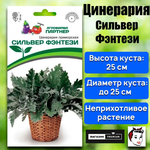 Цинерария приморская Сильвер Фэнтези - Партнер фото 2