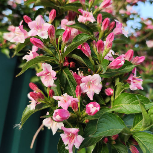 Вейгела розовая - Долина роз фото 2