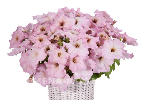 Петуния Кэнди Паулина прямостоячая нежно-розовая - Партнер фото 3