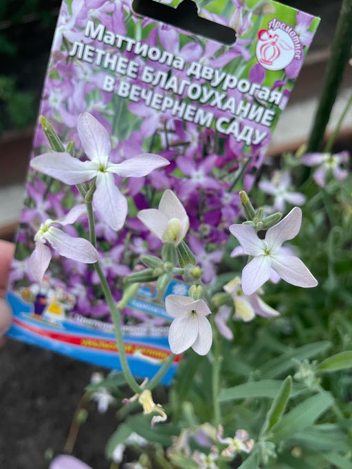 Маттиола ЛЕТНЕЕ БЛАГОУХАНИЕ В ВЕЧЕРНЕМ САДУ - Уральский дачник фото 4