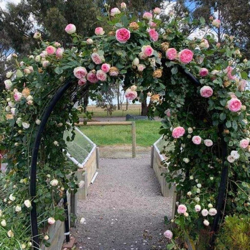 Роза Пьер де Ронсар