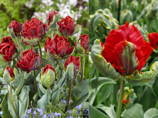 Тюльпан Рококо Дабл - Долина роз фото 4