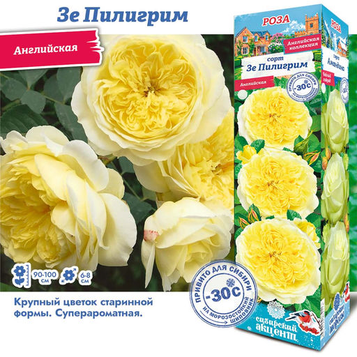 Роза Зе Пилигрим (Английская) 1шт