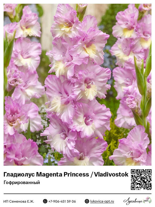 Гладиолус Magenta Princess / Vladivostok (Гофрированный)