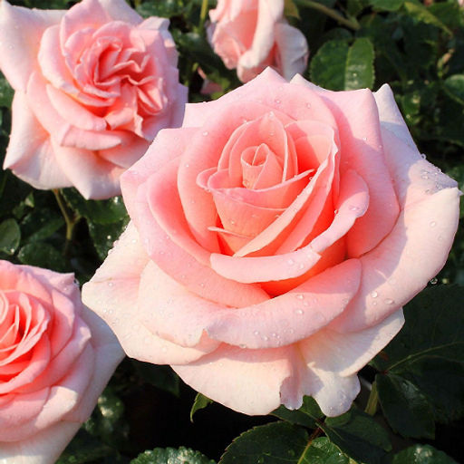 R501 ФАННИ АРДАН