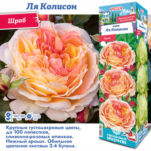 Роза Ля Колисон (Шраб) 1шт