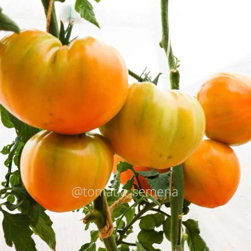 Гавайский ананас