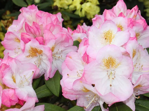 Рододендрон Brigitte (Бриджит) - Долина роз фото 3